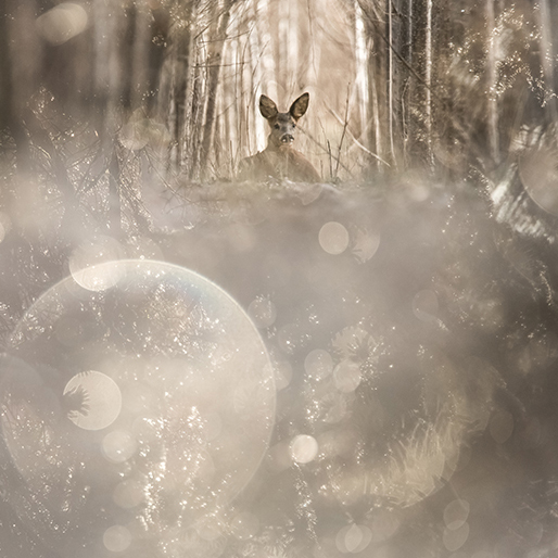Myriam Dupouy - Photographe Art et Nature logo