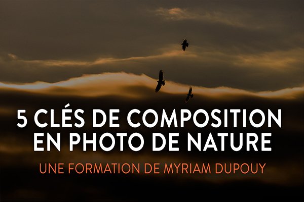 Blog - 5 clés de Composition - Studio Jiminy- Myriam Dupouy
